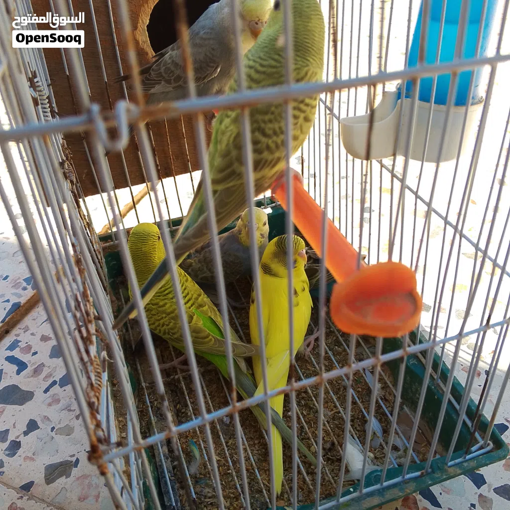بـقـلـيـنـو