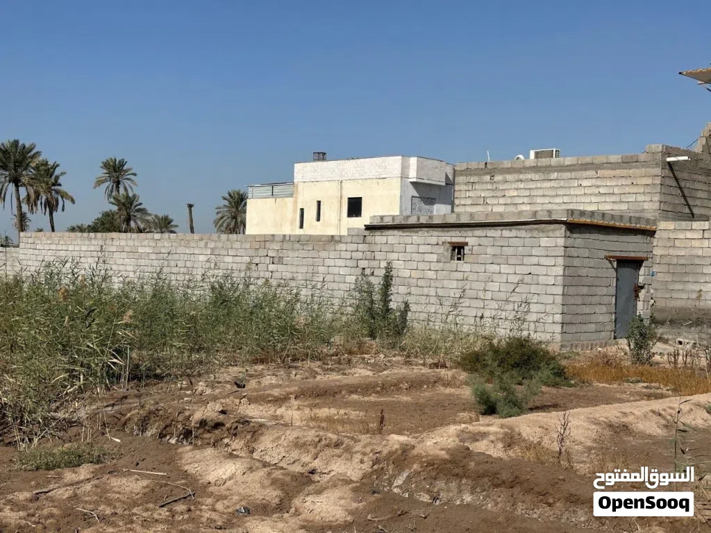 بستان دونم ونصف في ابو الخصيب (اللگطة)