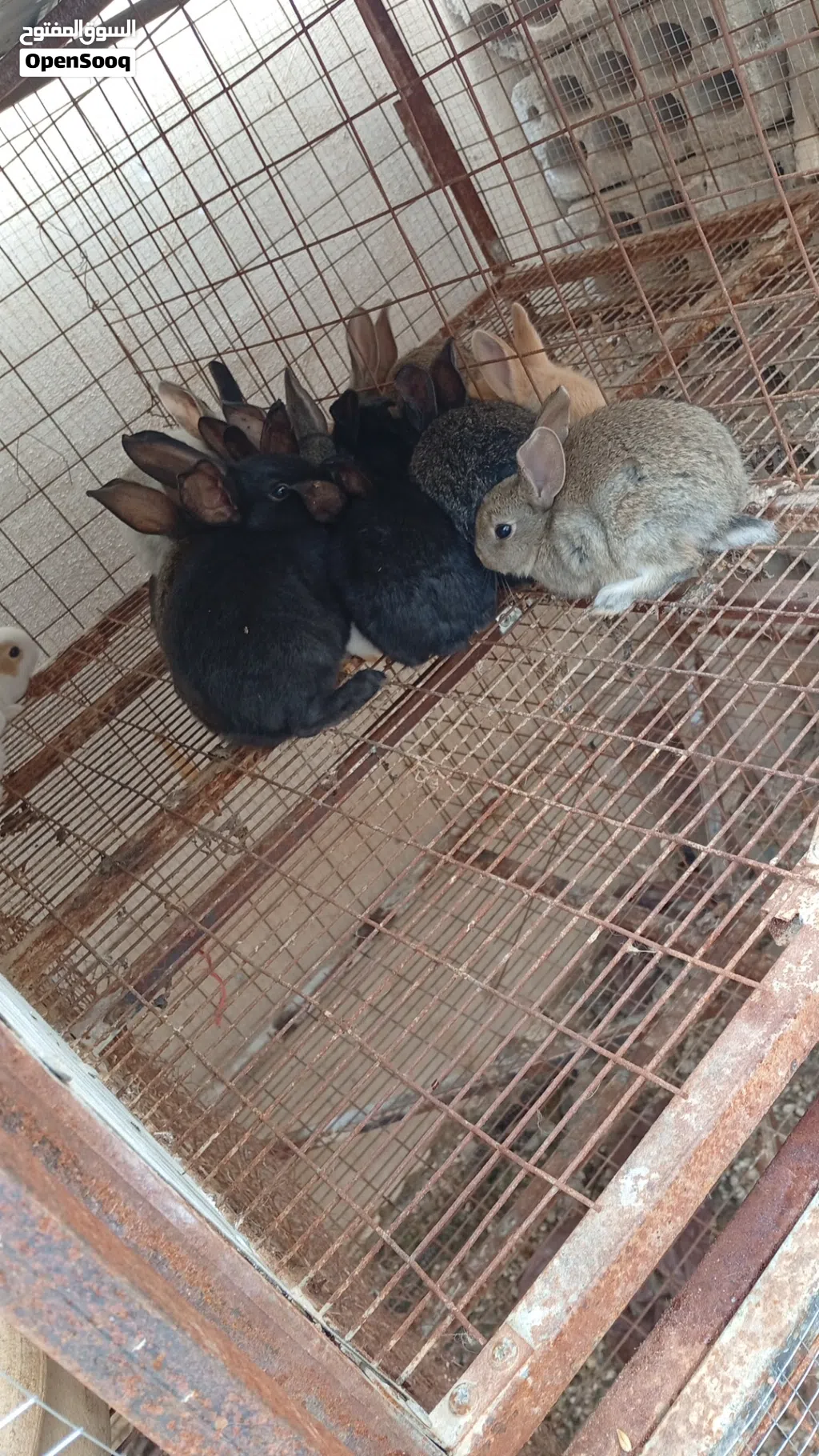 مطلوب مطلوب
