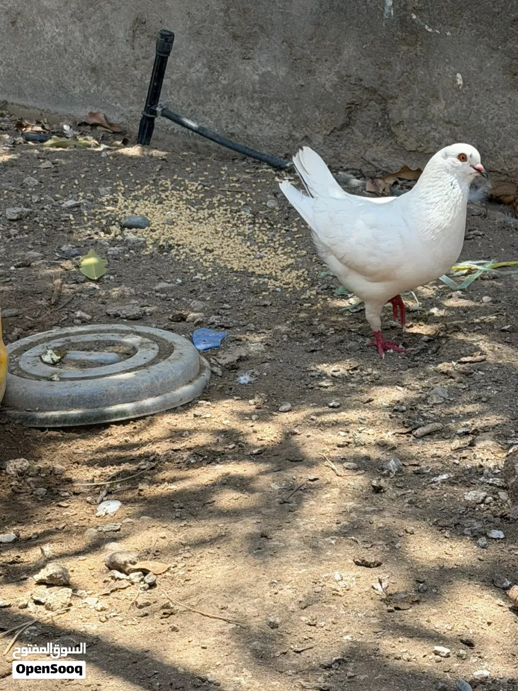 حمام حقم للبيع