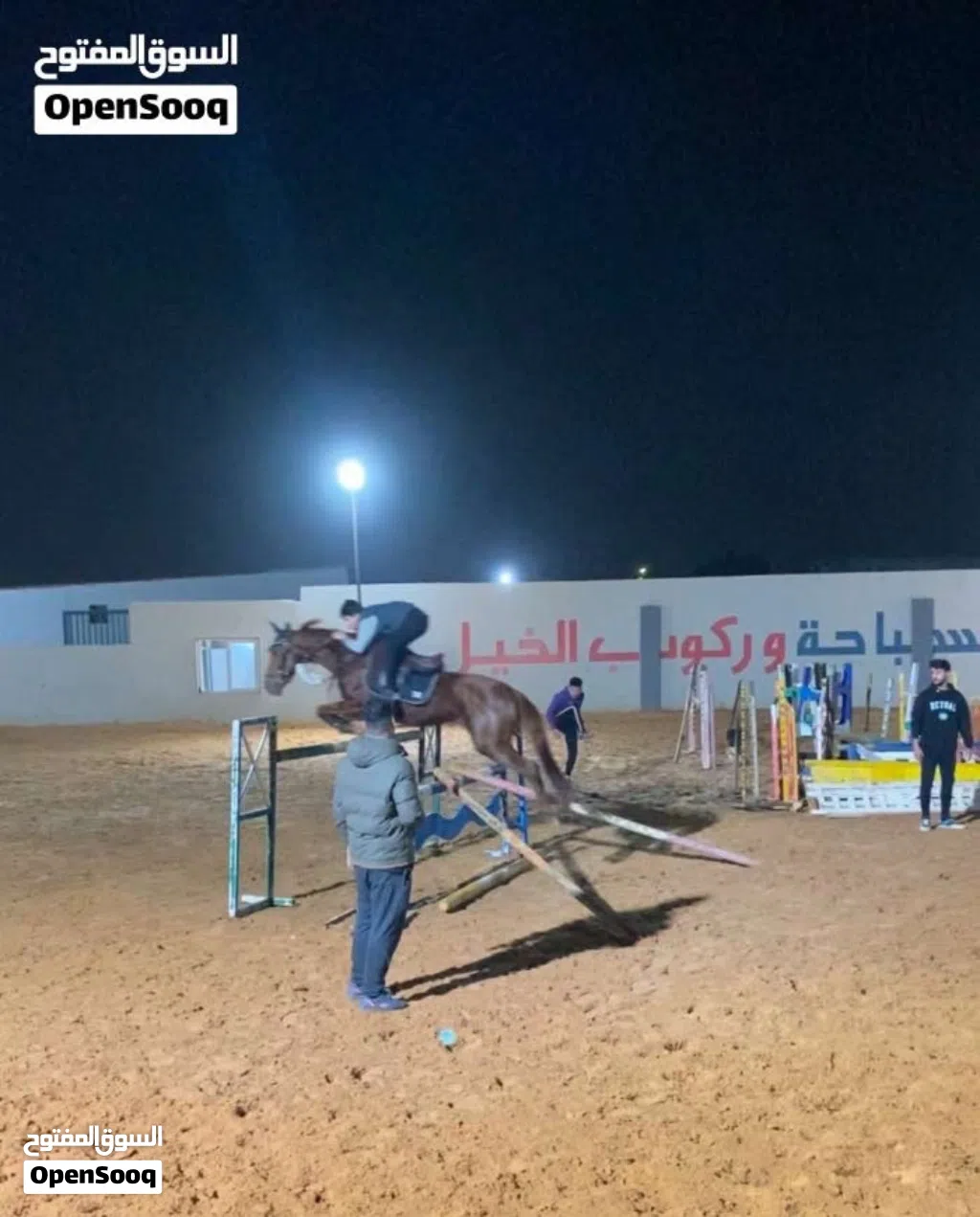 فرس قفز حواجز