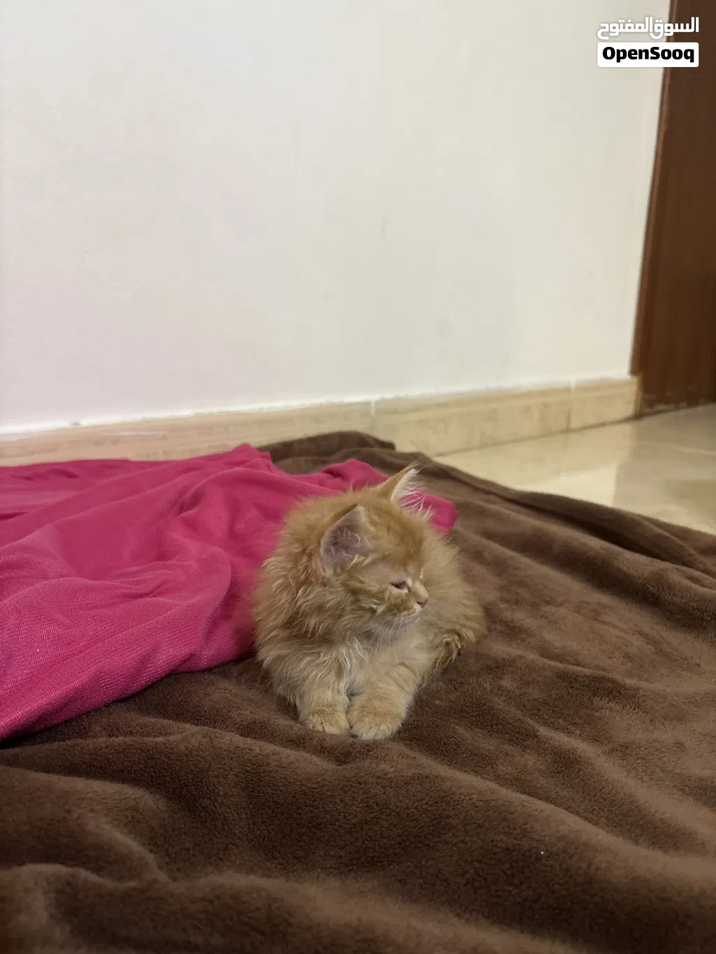 قط شيرازي بعمر يومين لي البيع