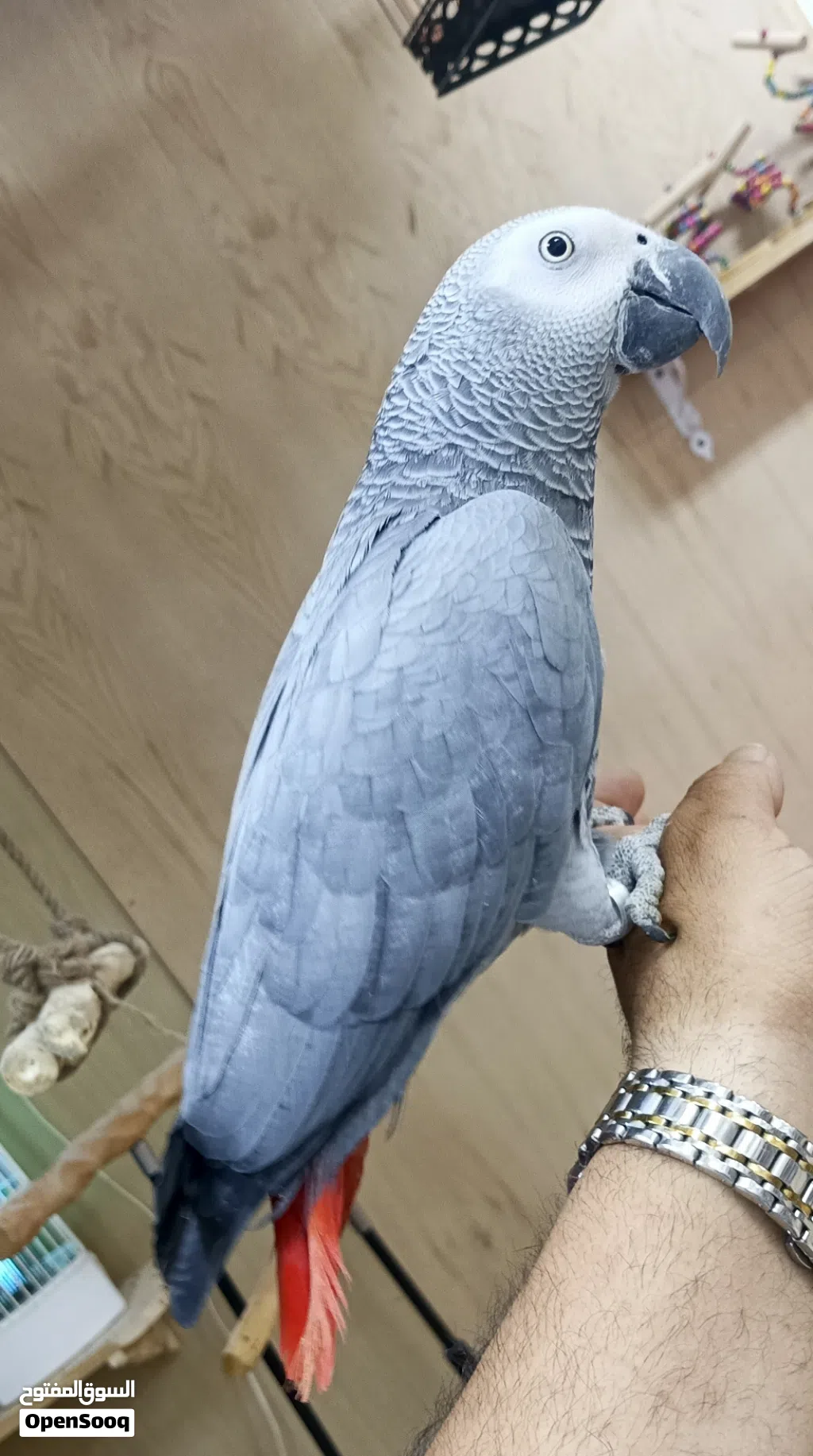 فرخ ببغاء كاسكو أليف جدا ومتكلم