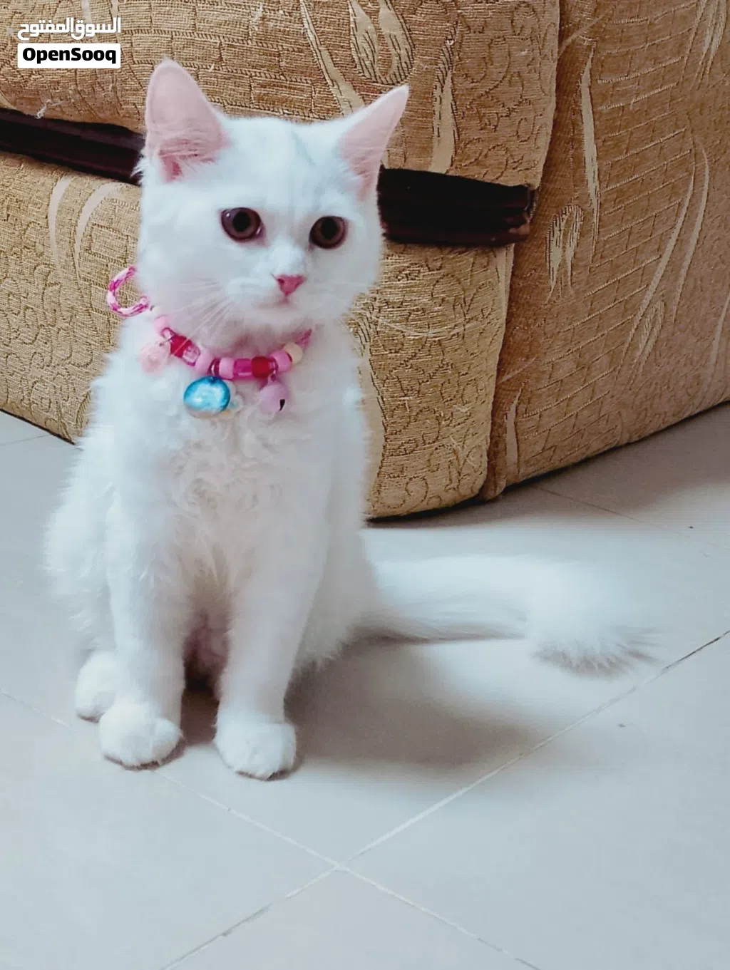 shirazi 4months for sale 57omr negotiable.