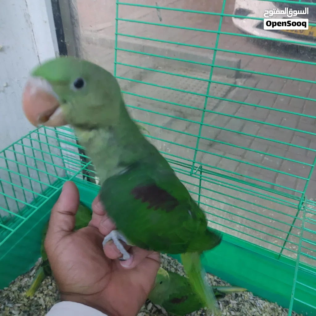 فروخ دره نيبالي للبيع