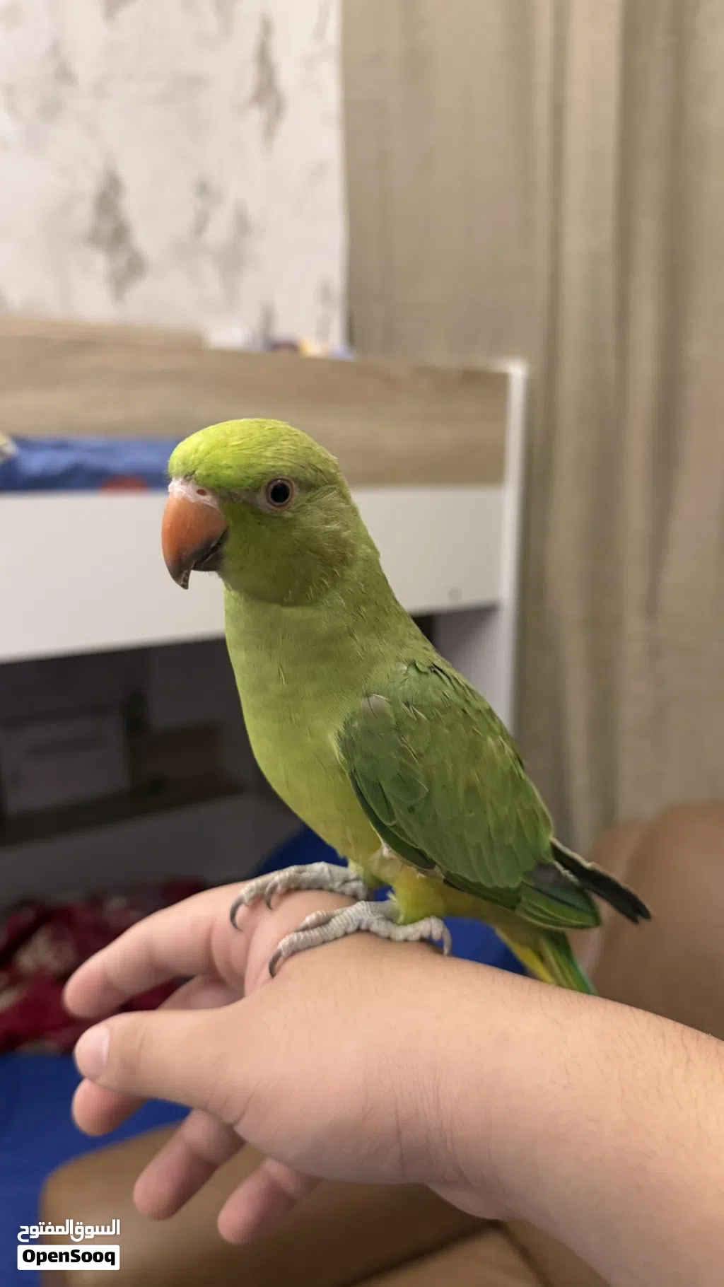 6 months parrot hand tame free flying tame