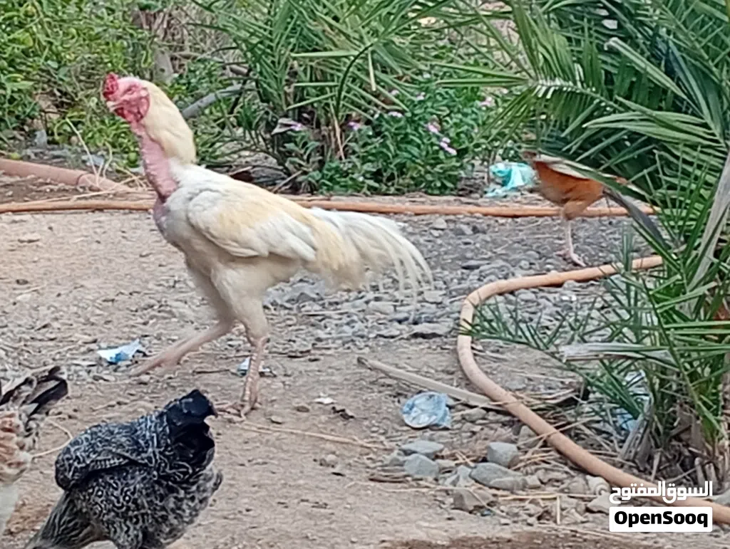دجاج البيع لو البدل زوج اببص