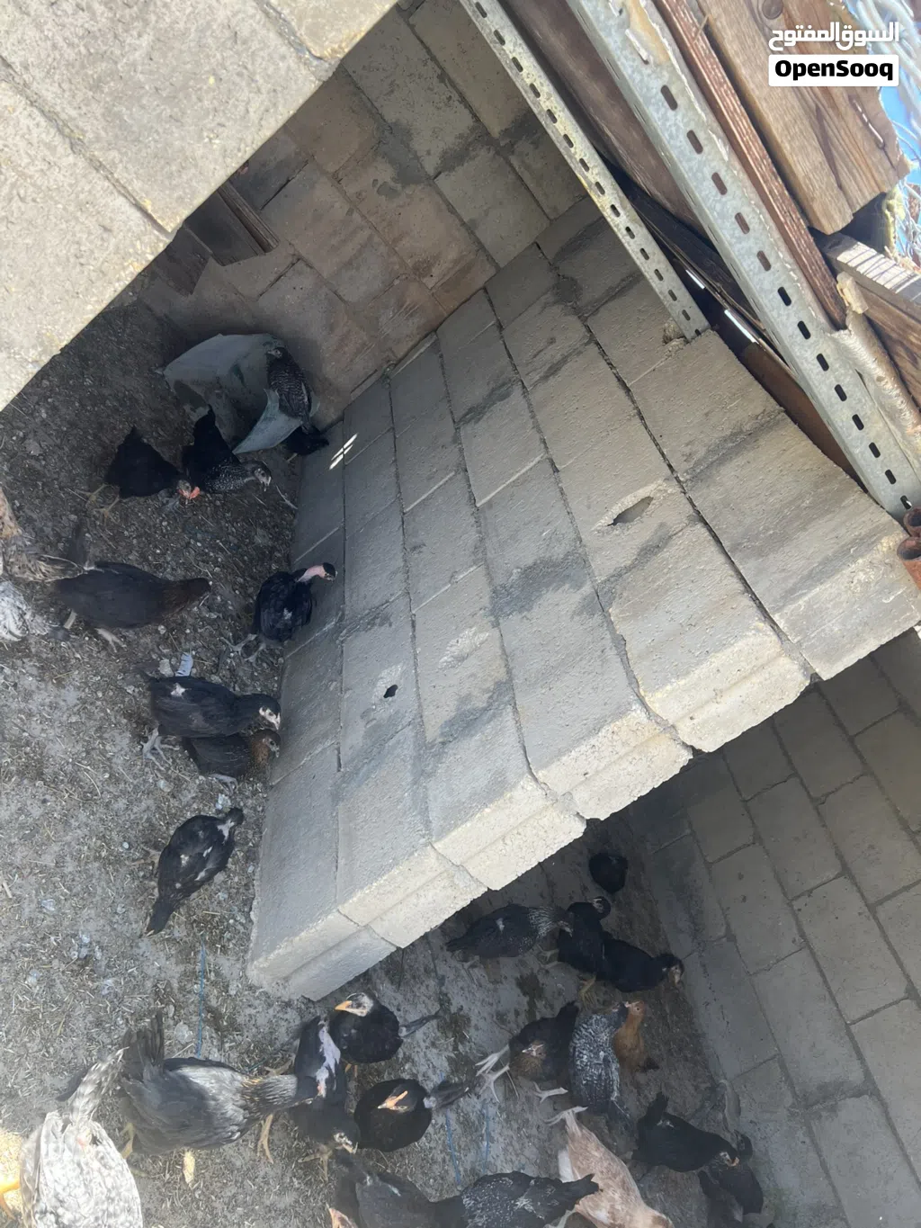فراخ جاج بلدي عمرثلث شهور