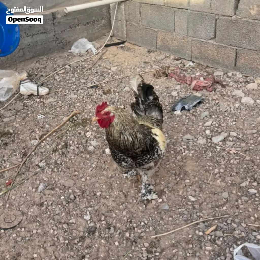 ديك براهما بسم الله ما شاء الله