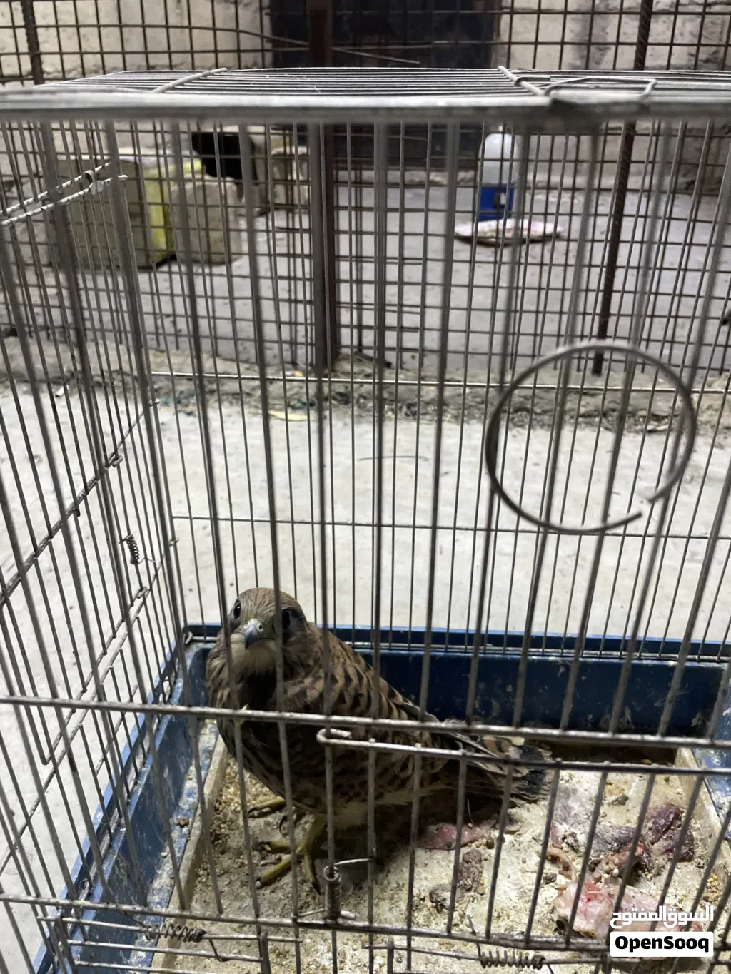 طير صقيري فرخ (جديد )ذكر للبيع بسعر 30