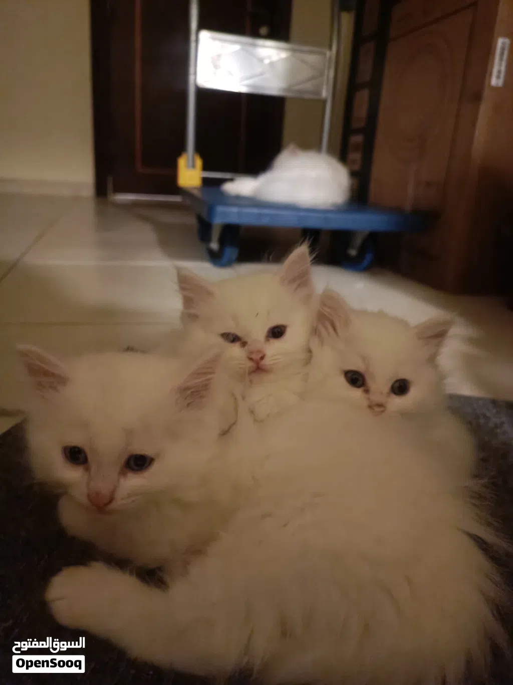 3 white beautiful kittens needing a new home