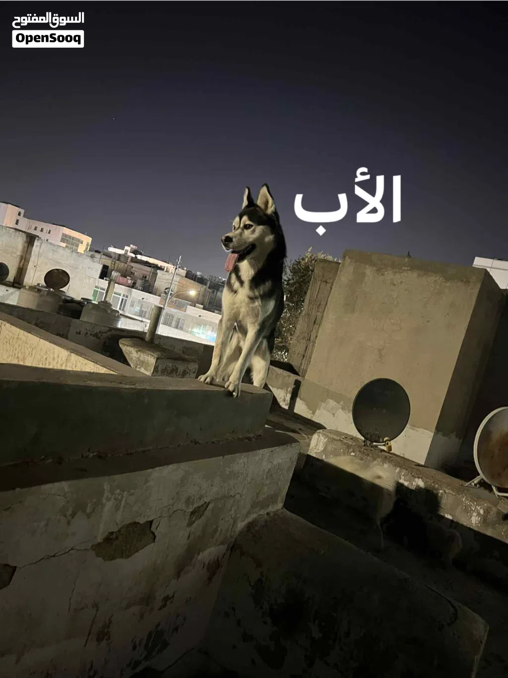 كلاب هاسكي