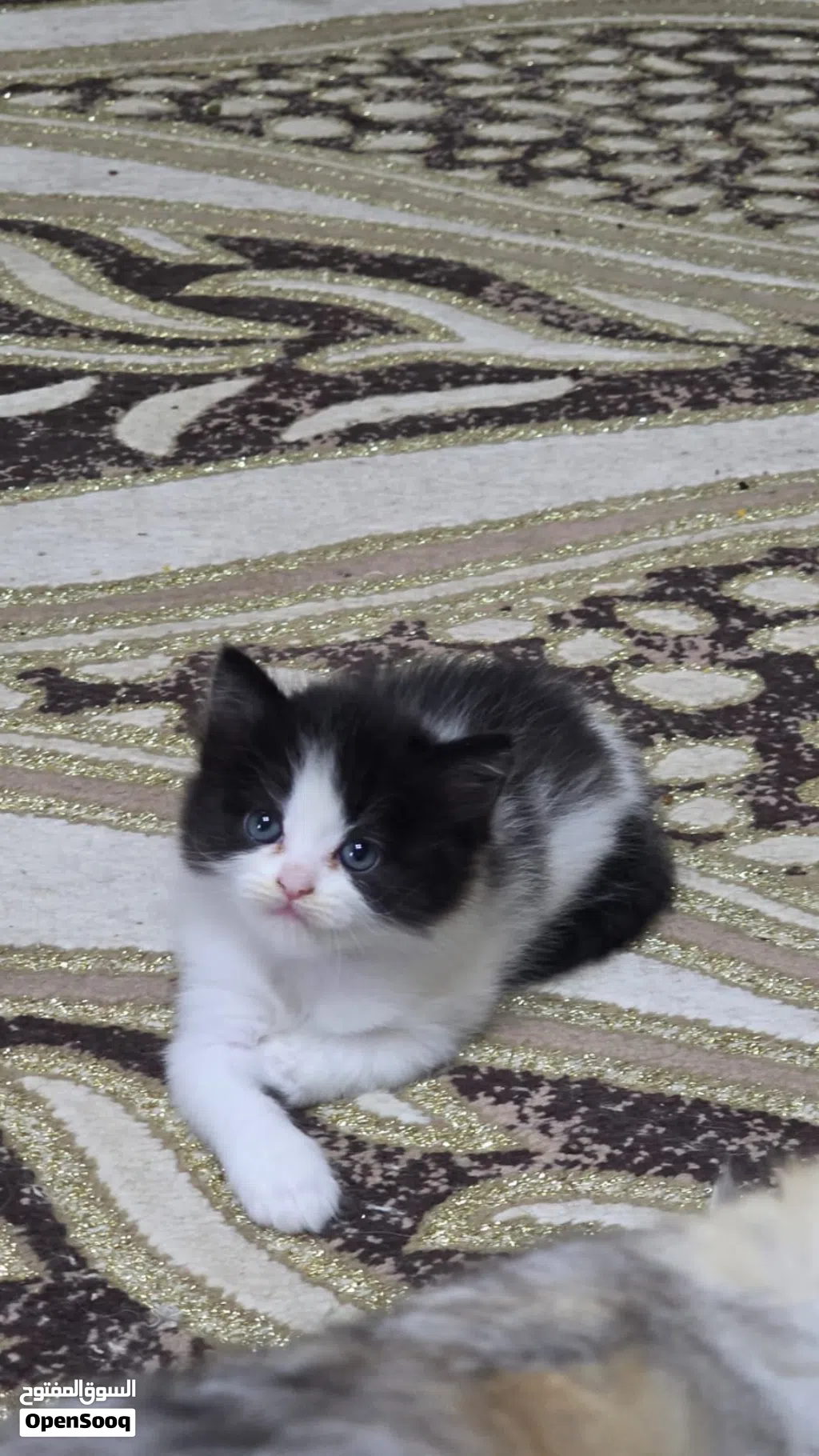 قطة انثى شيرازي