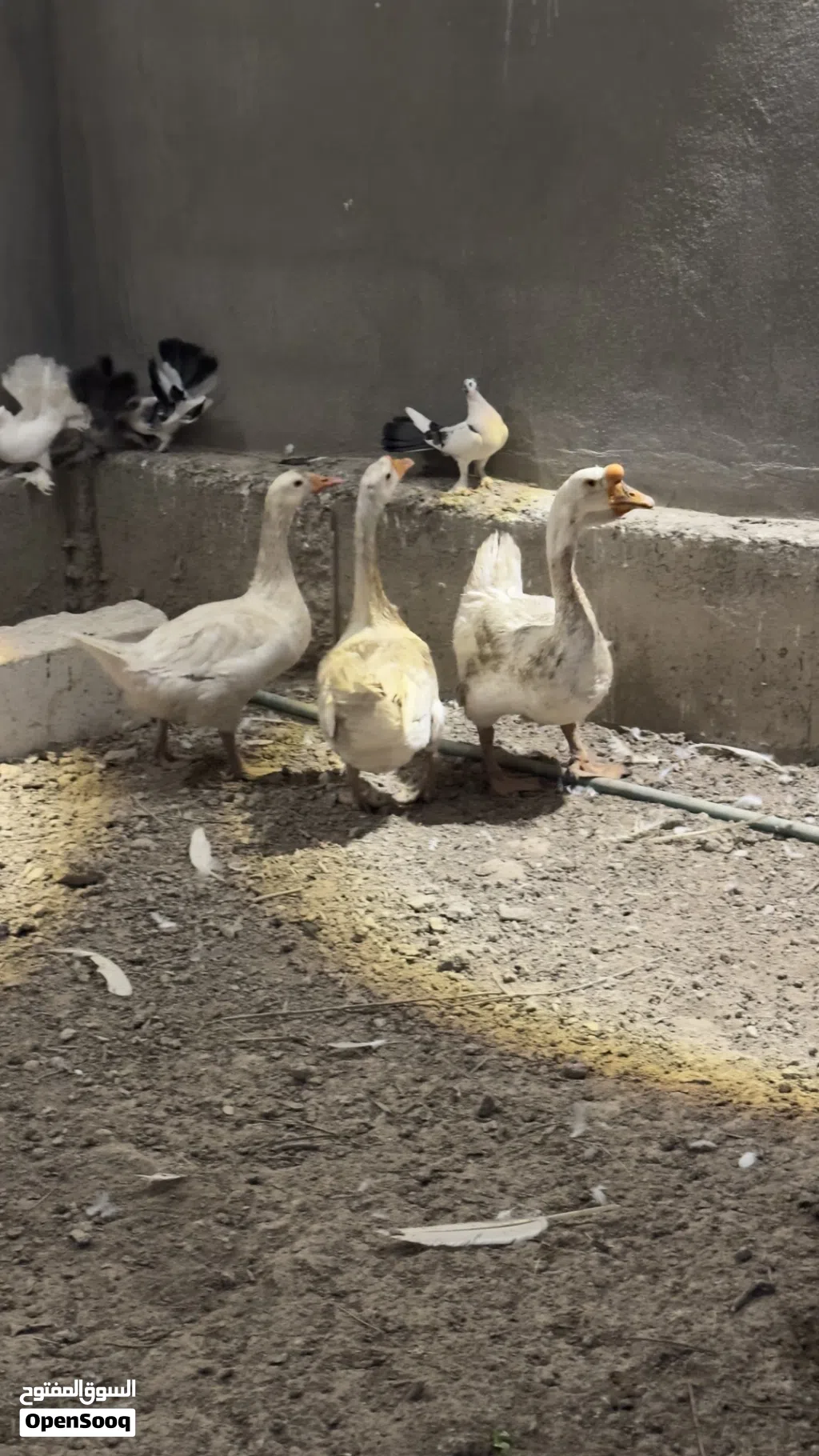 بطوط عدد 5 و2ديوجه كلهن بياضات وصحتهن جيده