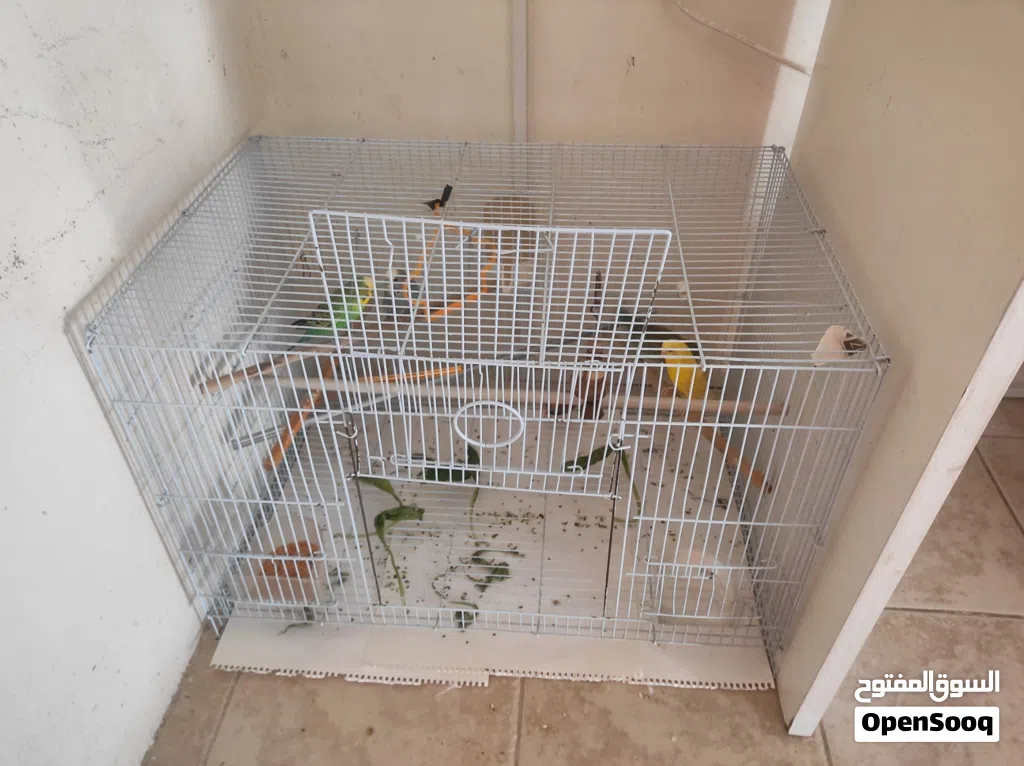 birds with cage and 2 months of food