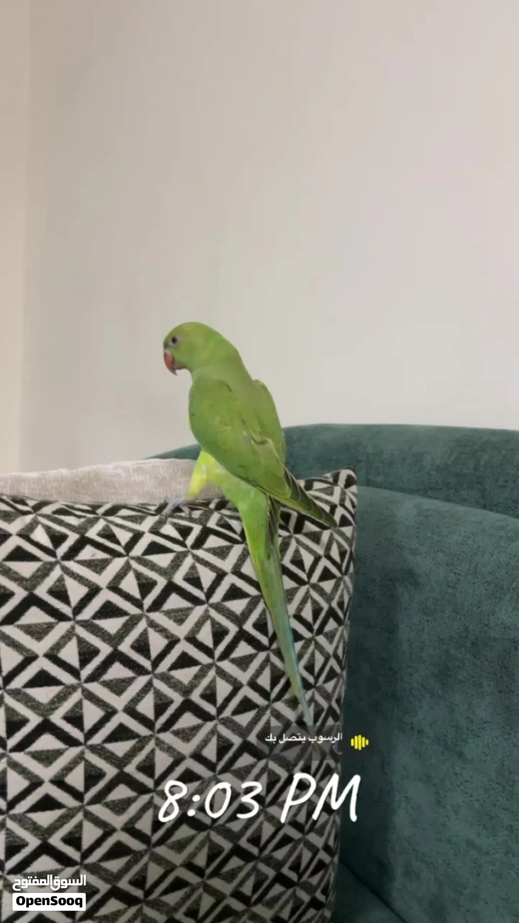 ببغاء دره هندي أليف للبيع وبصحه ممتازه جدا