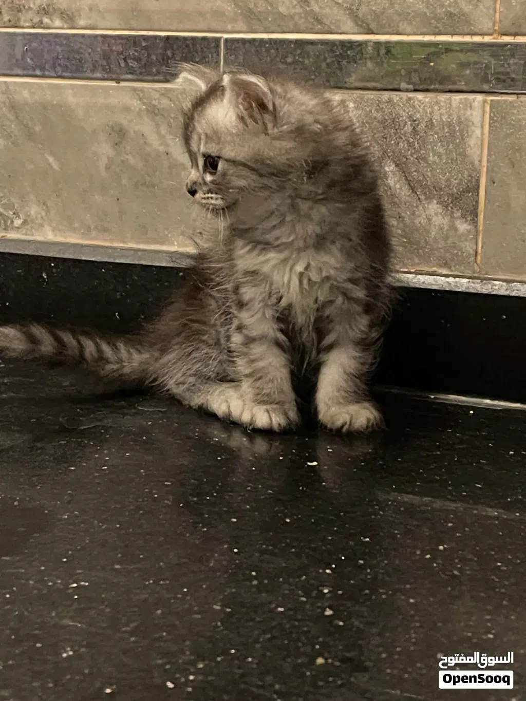 قط شيرازي ذكر