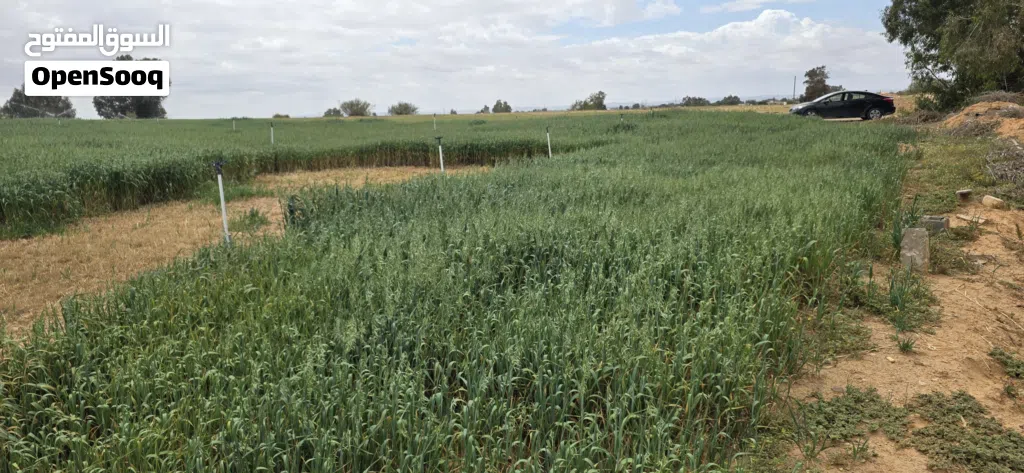 3200 متر للبيع غوط الرمان