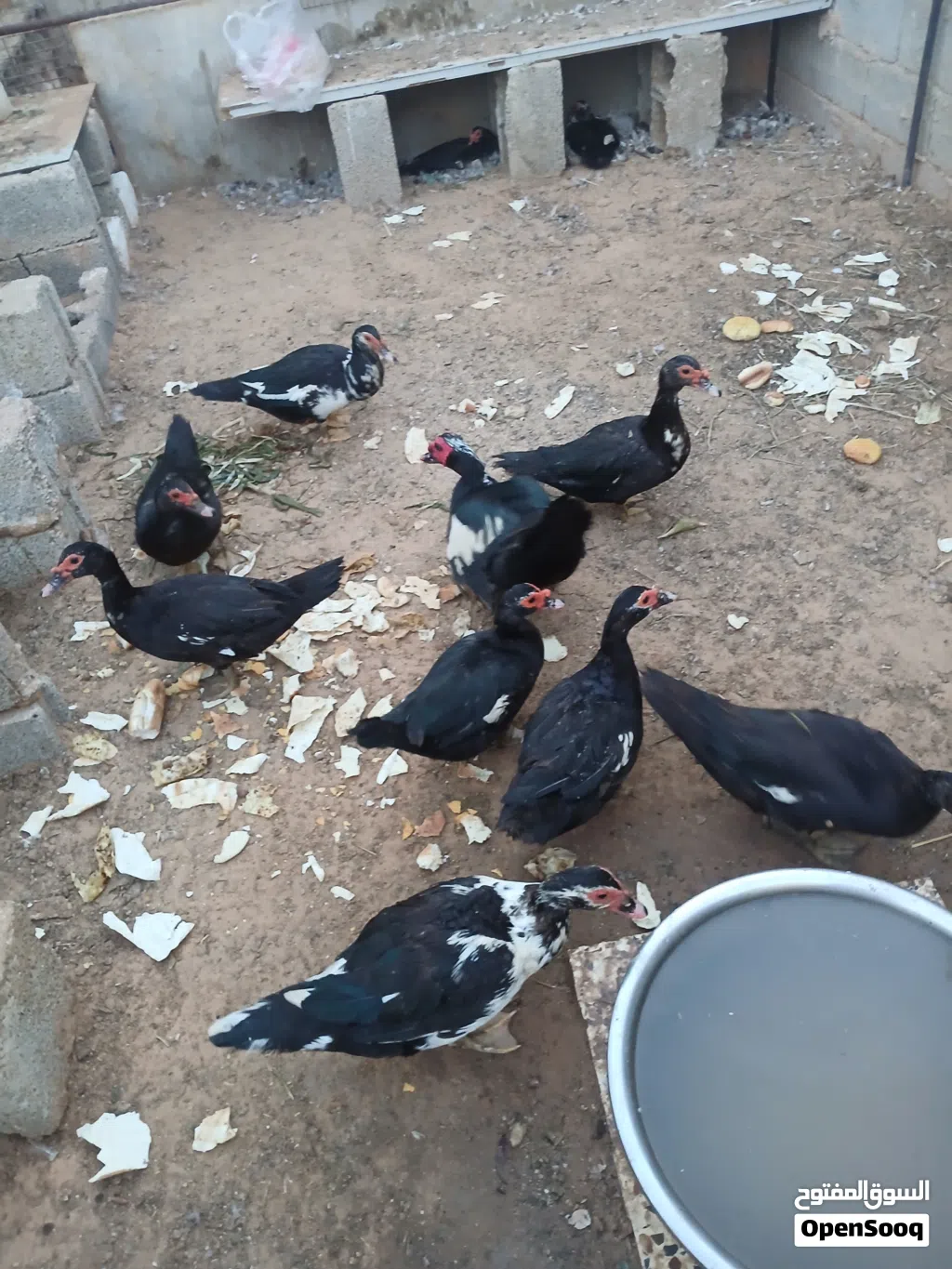 بط عربي للبيع