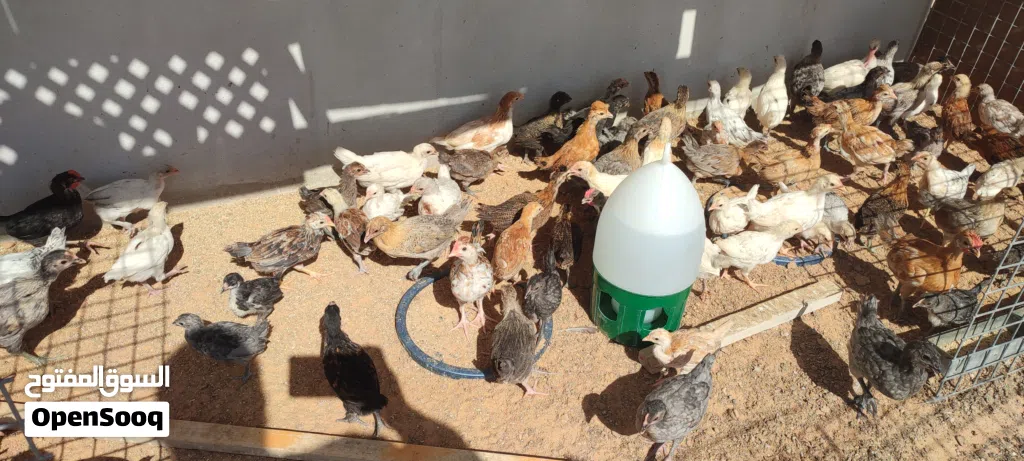 فلوس عربي عمر شهرين تقريبا 60 طرف