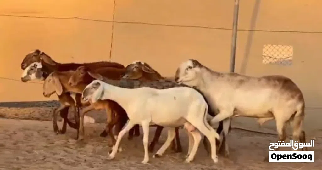 جعد سودانيات تبارك الرحمن احجام ضخمه وفي مهجنات تهجين قوي وأحجام بدون الفحل