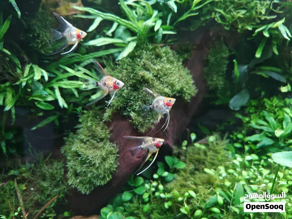 Angel fish Red Devil vails