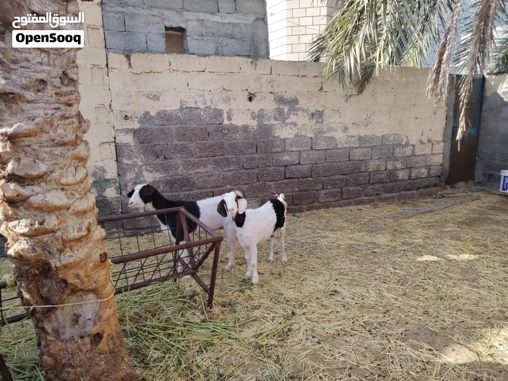 شاه وبنتها للبيع اقرا الوصف تحت لا يفوتك