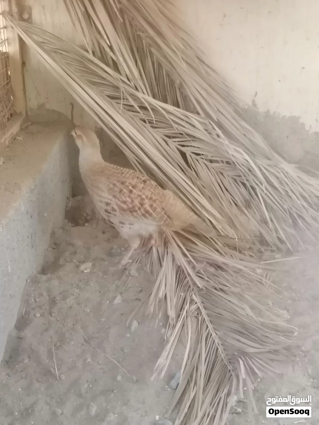 زوج صفارد باكستاني وزوج زيبرى دوف