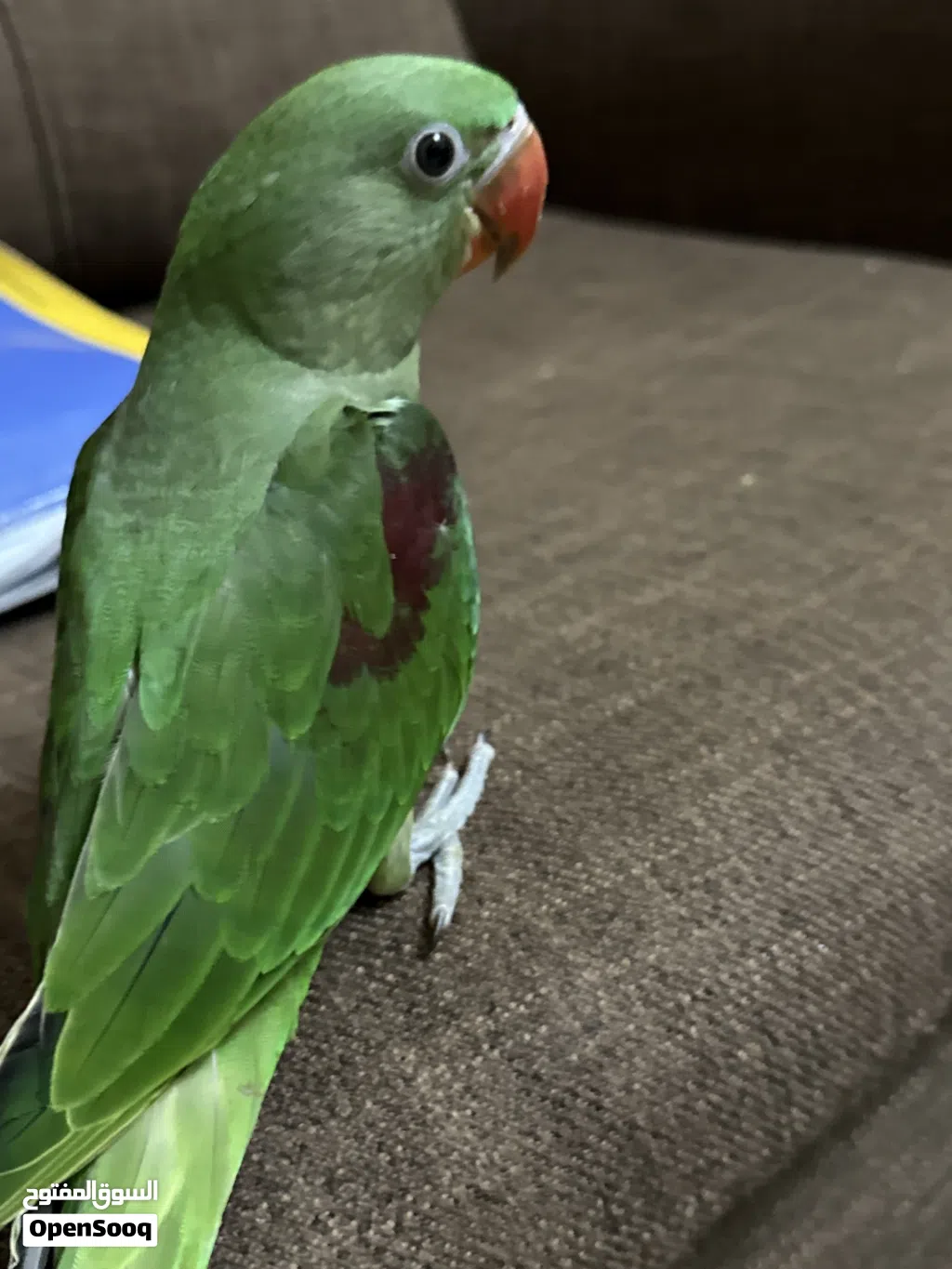 ببغاء نيبالي أليف جدا يحب اللعب ومرح جدا Nepalese parrot for sale excellent health and playful