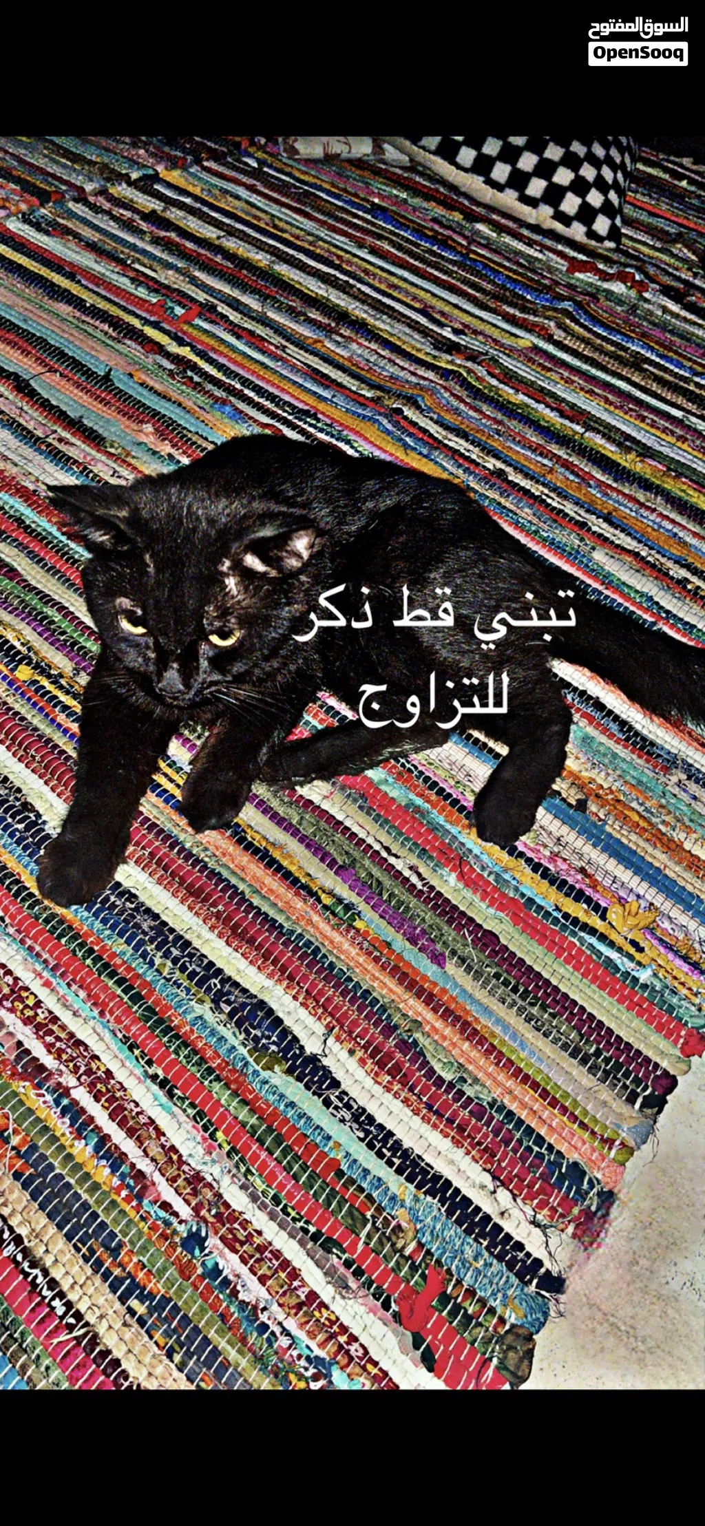قط ذكر (للتبني) اقراء الوصف