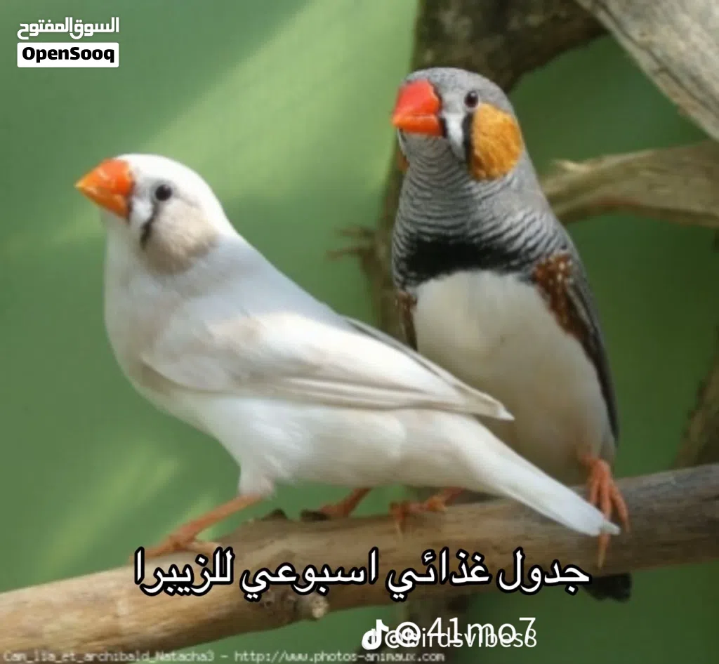 مطلوب زوج فناجس كرست