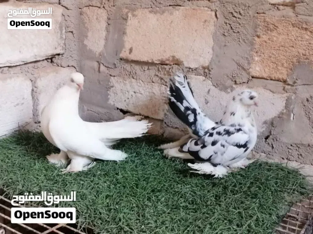 كوبيا روسي راقدة على دحي ماشاءالله تبارك الله لاقوة الا بالله