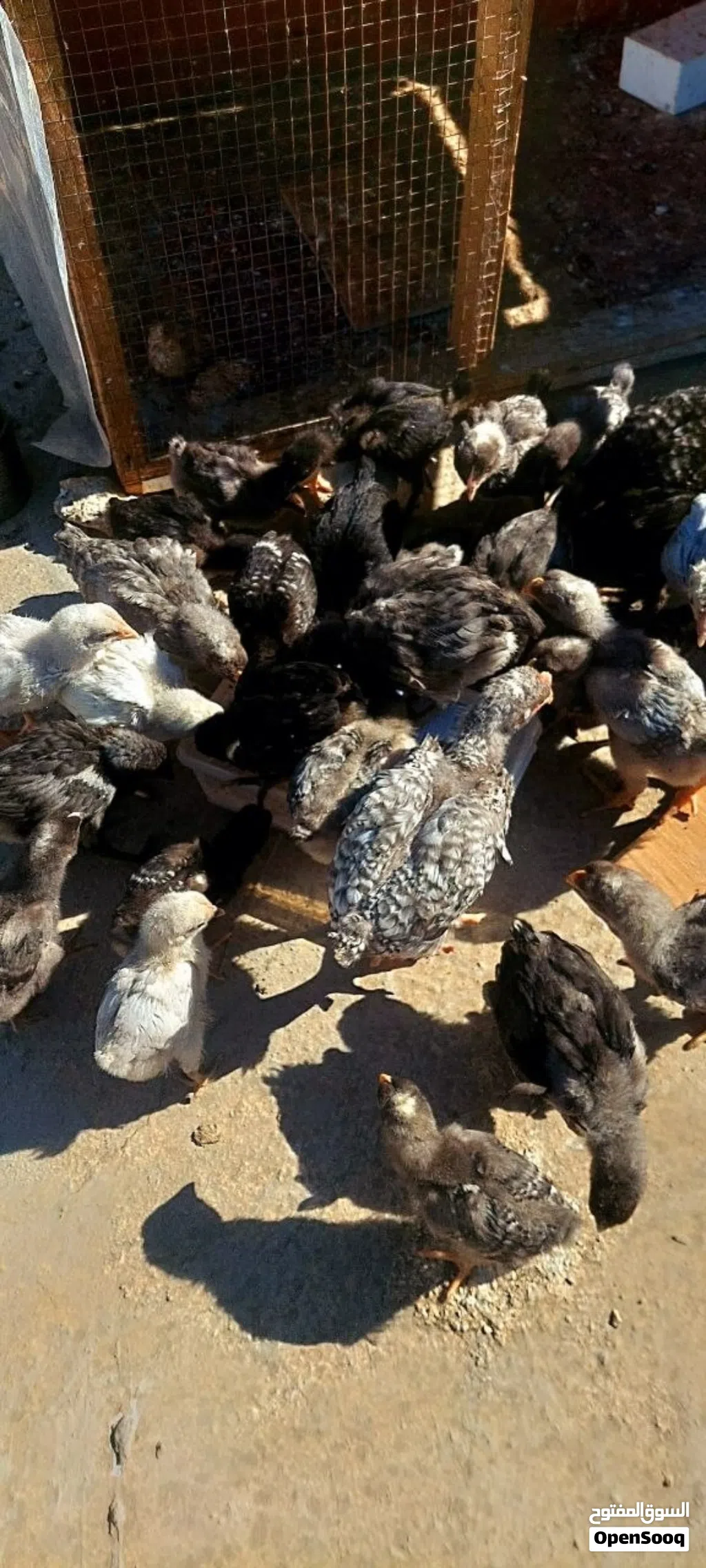 صيصان بلايموث روك وصيصان استرالوب
