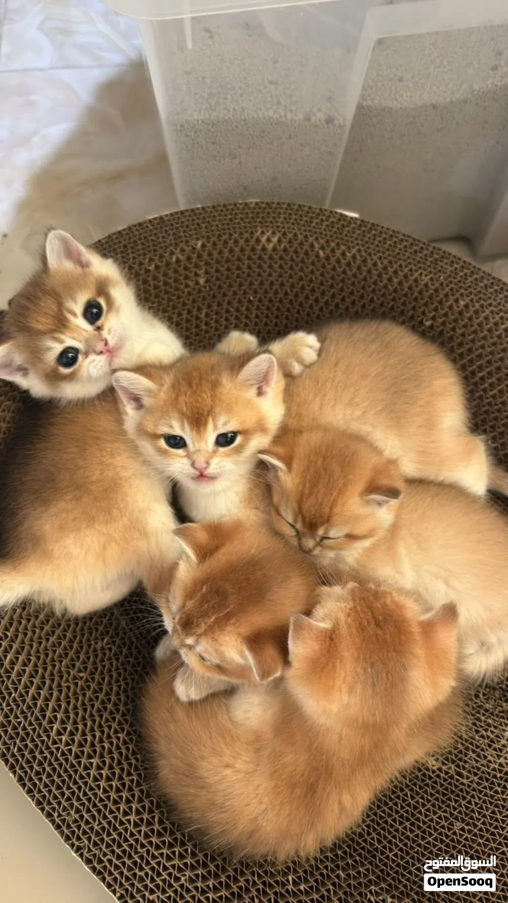 Ny12-11 kittens for reservation