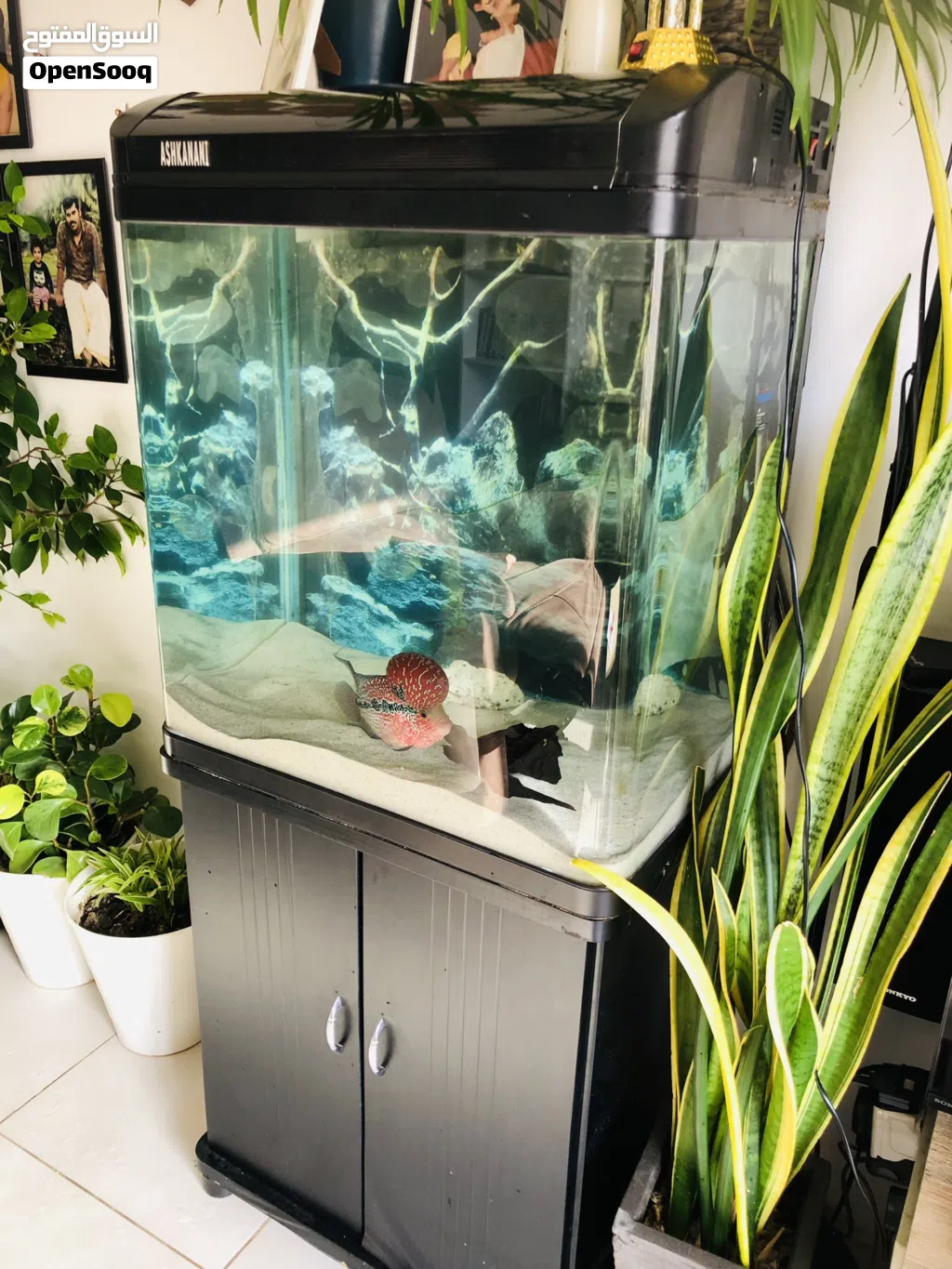 Aquarium 60x60x40cms