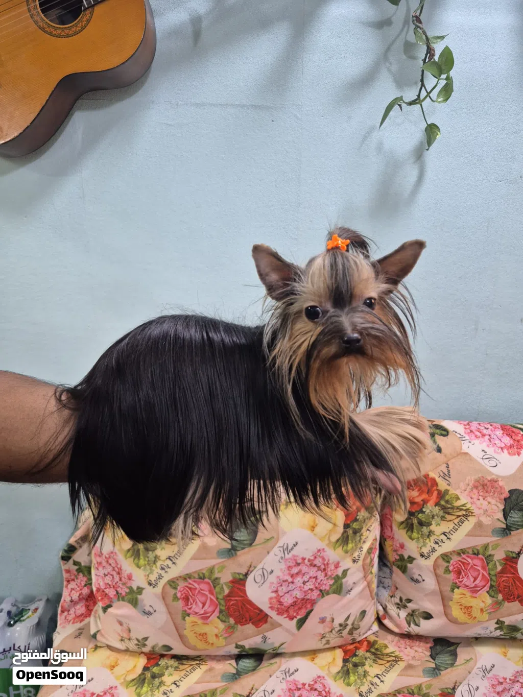 Yorkshire terrier teacup for sale