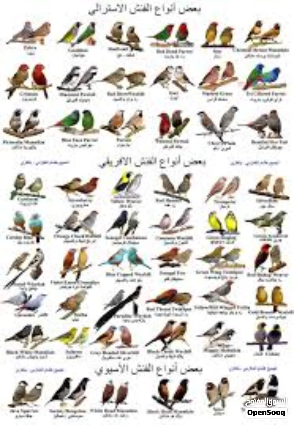 مطلوب طيور فنش