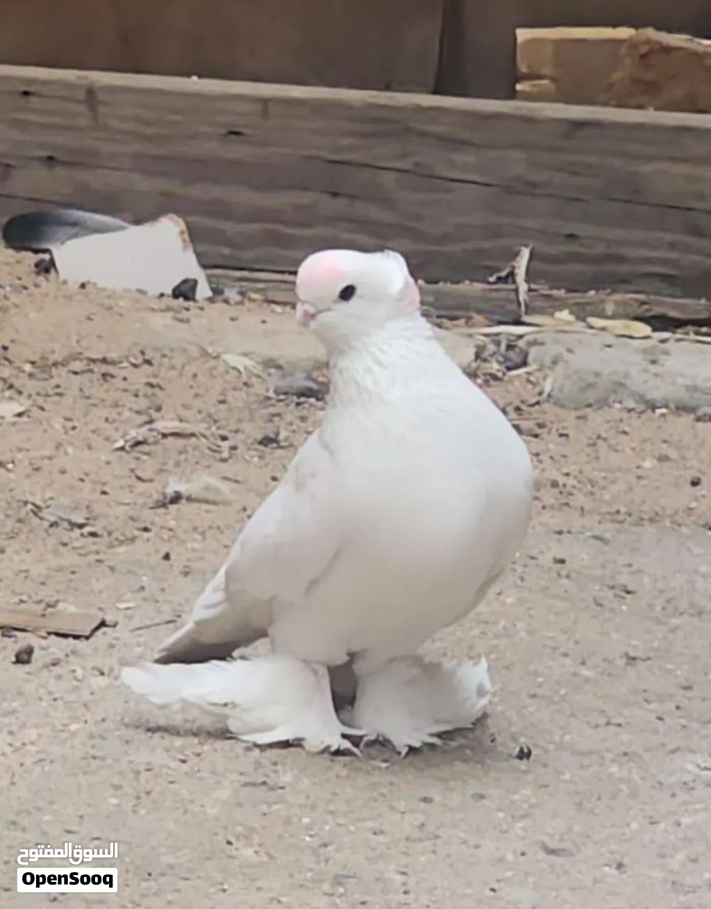 متاح فحل كمبك وفحل كرنكو جاهزات