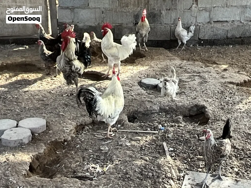 دجاج فرنسي للبيع بياض