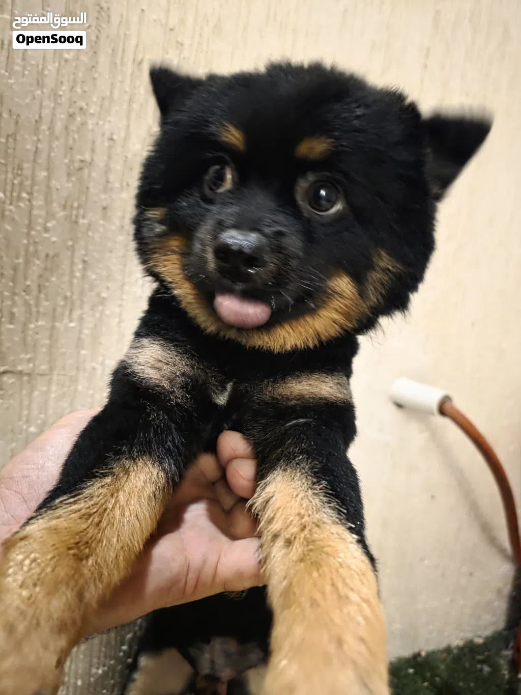 Sweet 18 Months Old Pomeranian Male