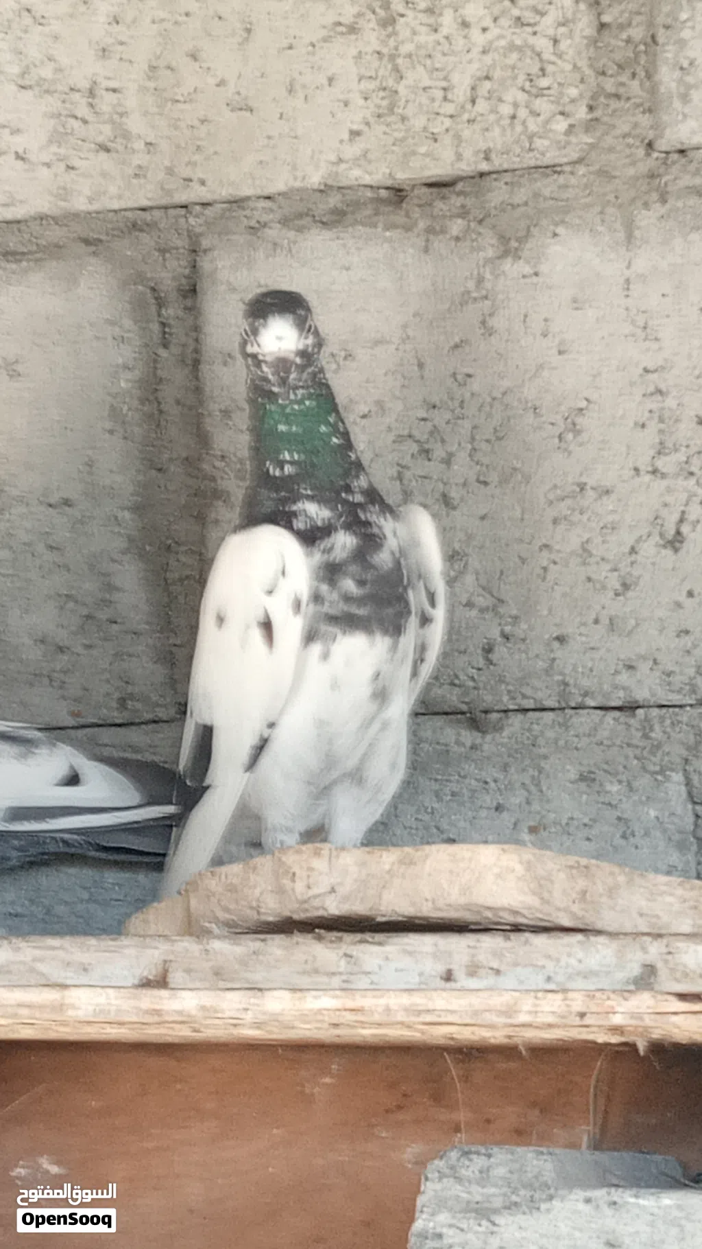 حمام باكستاني مطيار للبيع