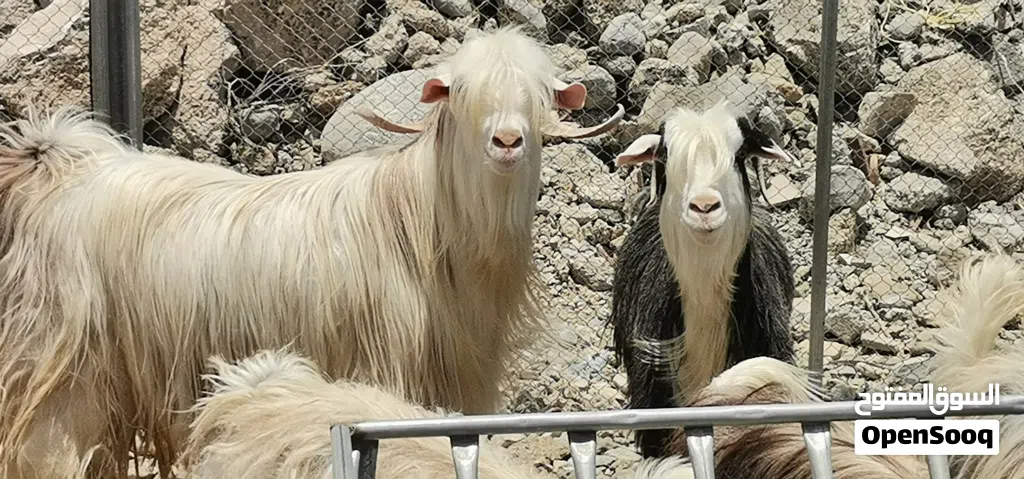 تيس من حلال الرحوب