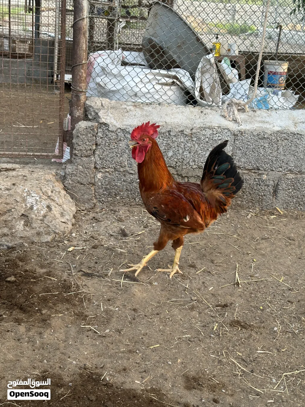 ديكة للبيع