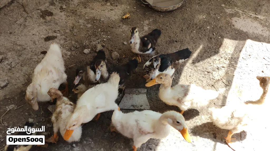بش مصري بحت