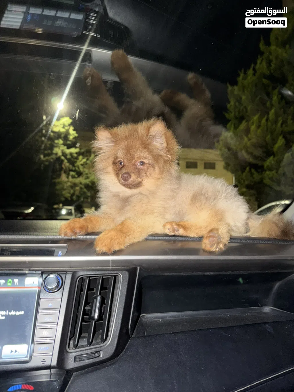 Pomeranian