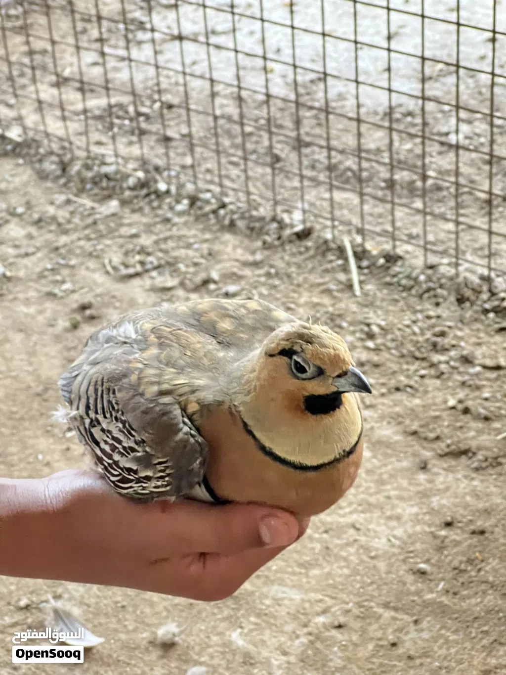 قطا عراقي ذكر منتج