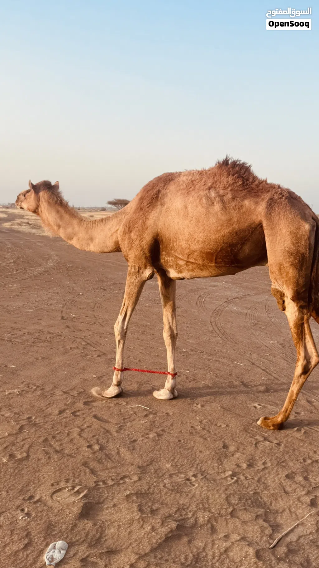 قليصة طيب طبيع