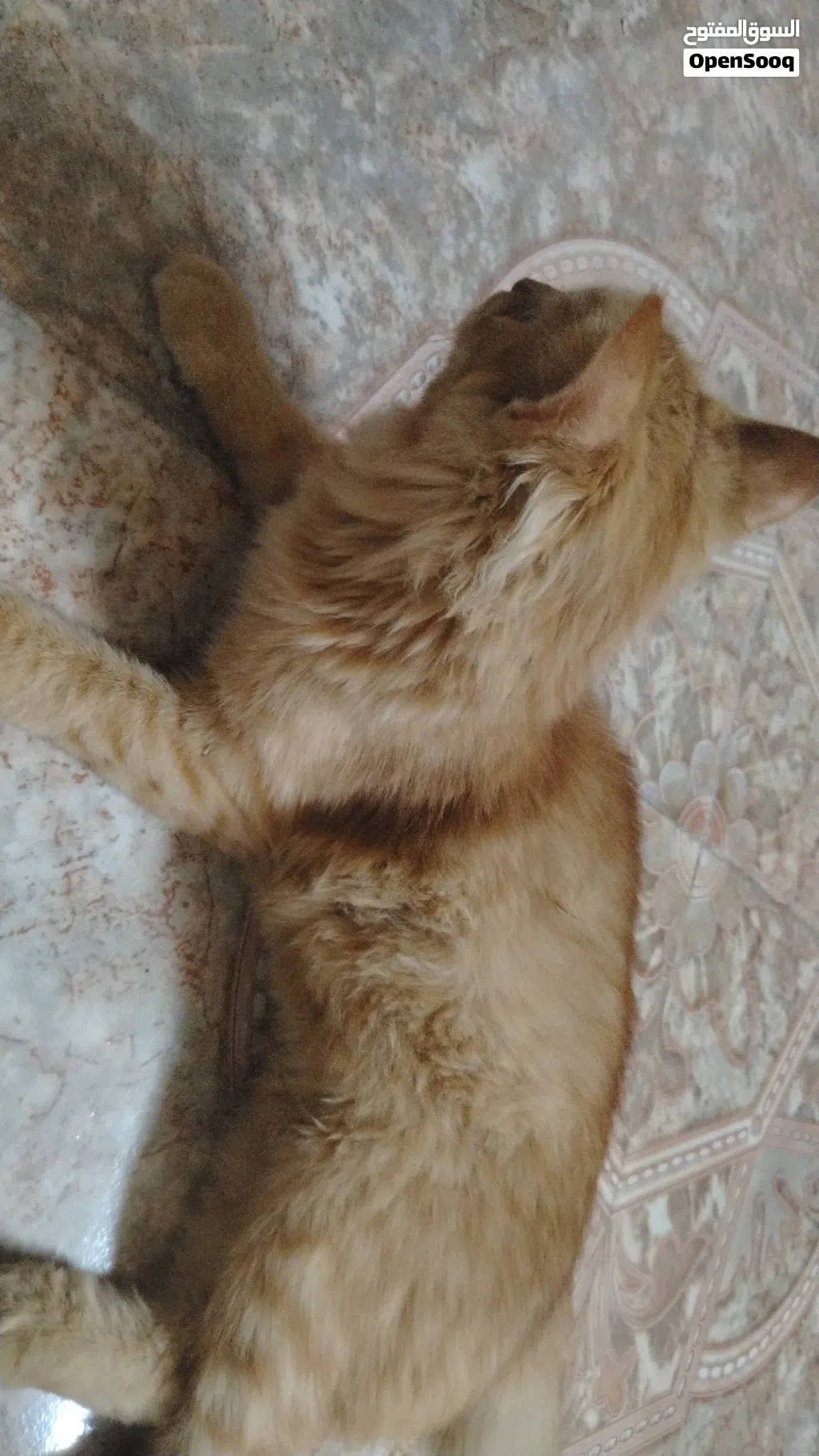 قطه شيرازيه اليفه