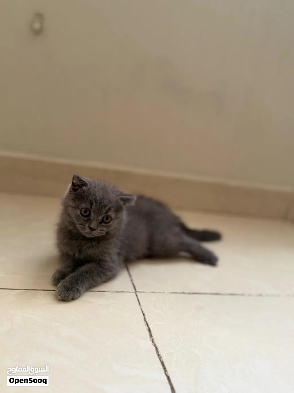 قط ذكر سكوتش فولد