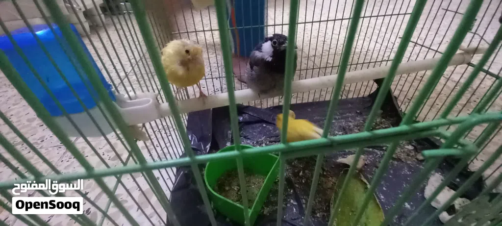 بلبل ذكر و زوج طيور. كناري